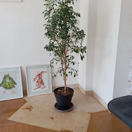 Im Gruenen In Messenaehe * Meerbusch